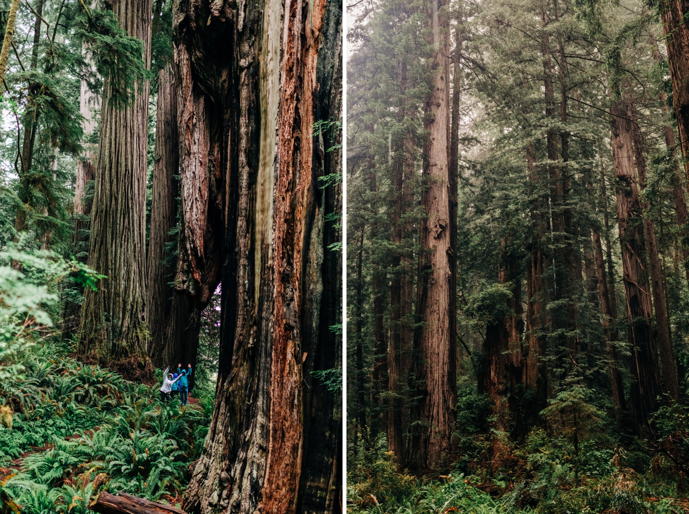 Our family trip to Redwood National Park