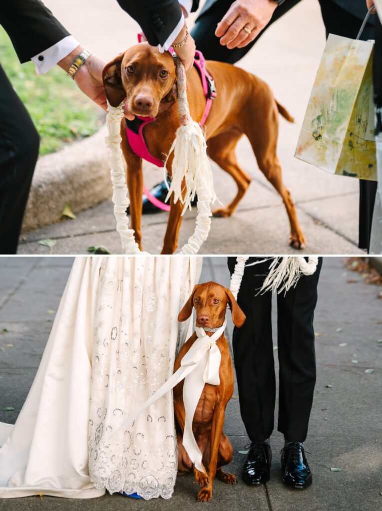 dog dressed up for wedding